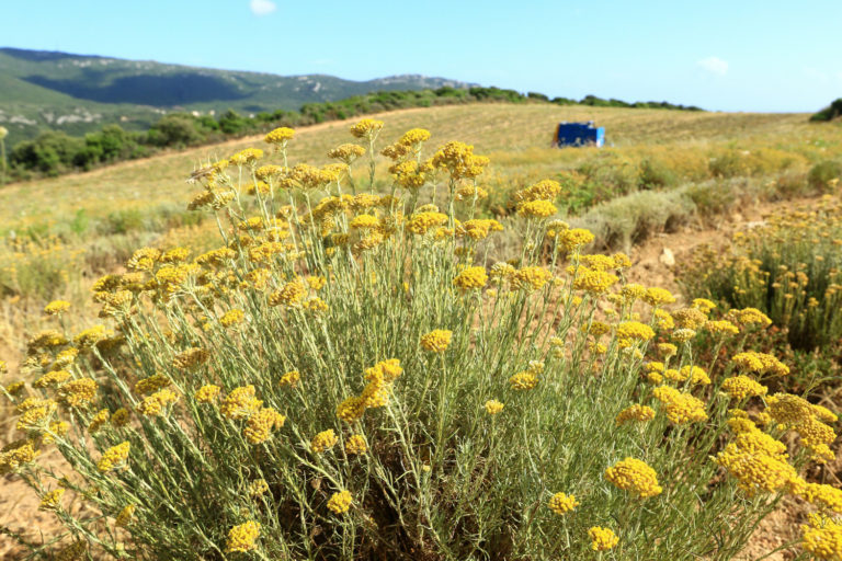 Le Maquis : wedding venue in Corsica