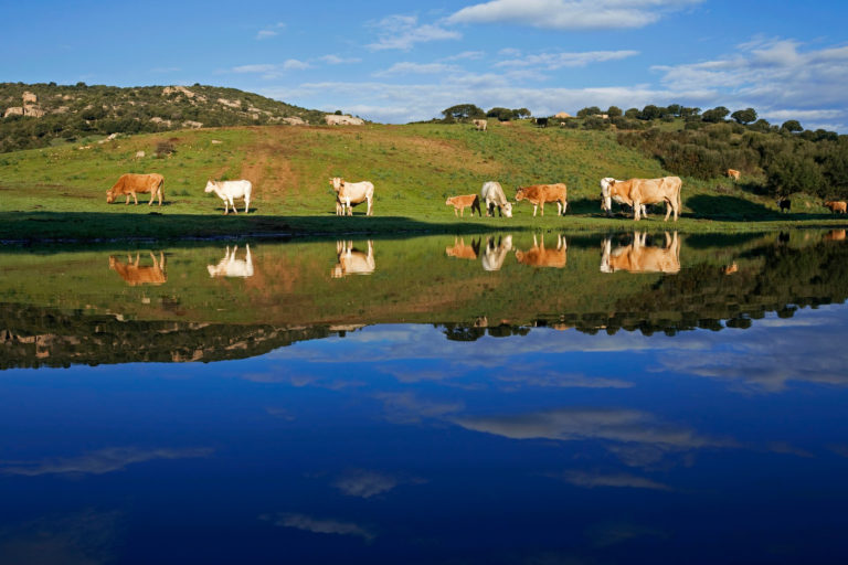 Le Maquis : wedding venue in Corsica